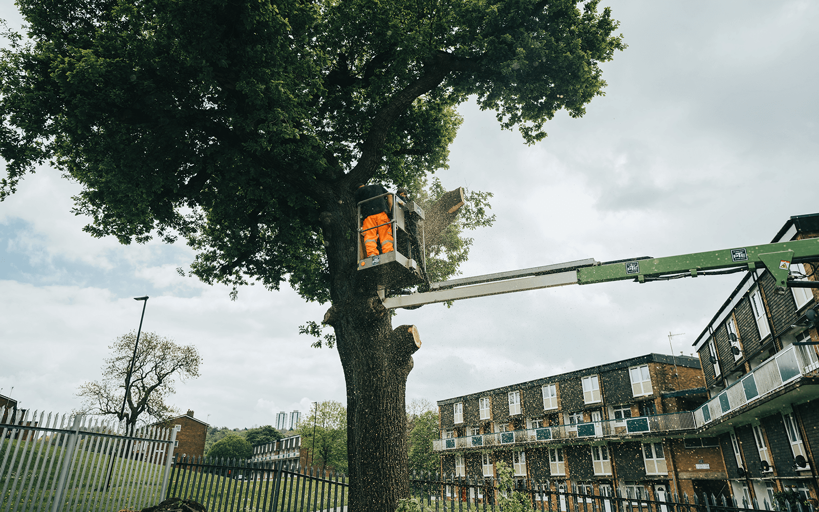 Acorn Tree & Landscapes Work